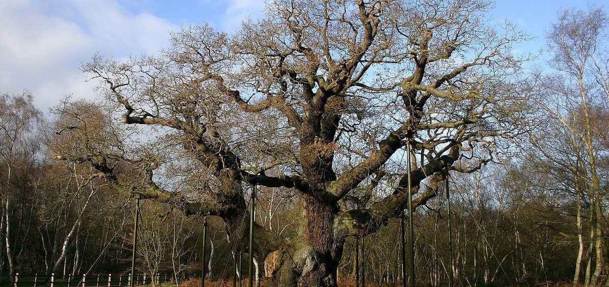 major oak